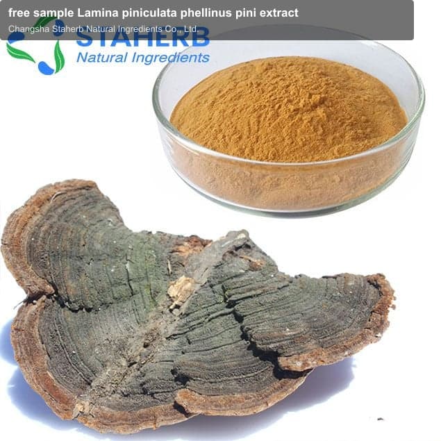 free sample Lamina piniculata phellinus pini extract