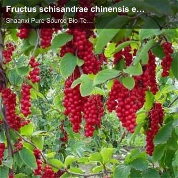 Fructus schisandrae chinensis extract