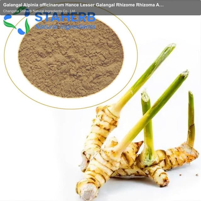 Galangal Alpinia officinarum Hance Lesser Galangal Rhizome Rhizoma Alpiniae Officinarum extract