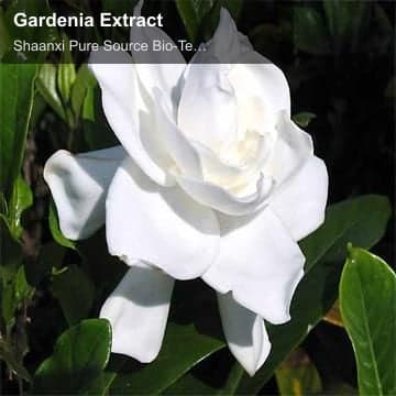Gardenia Extract