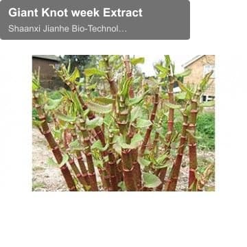Giant Knot week Extract