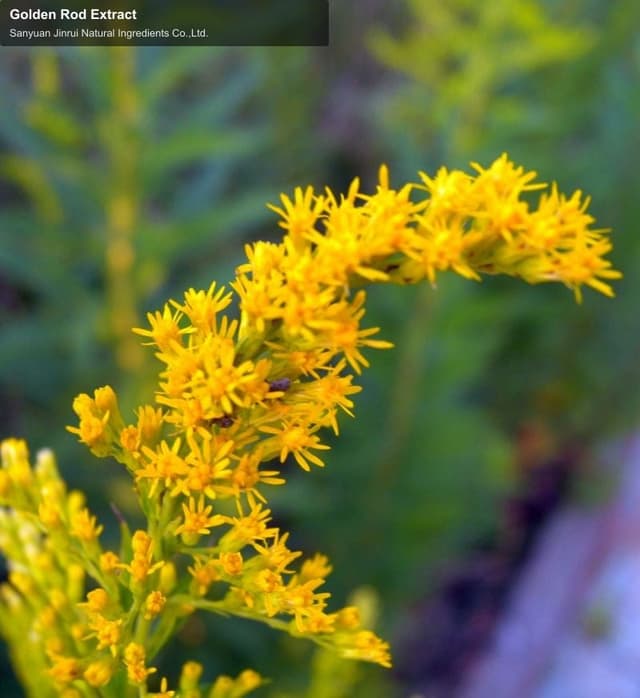 Golden Rod Extract