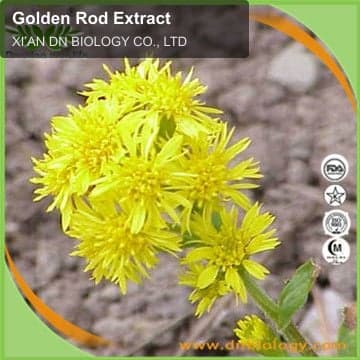 Golden Rod Extract