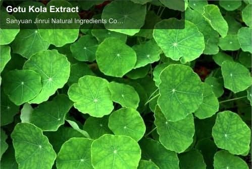Gotu Kola Extract