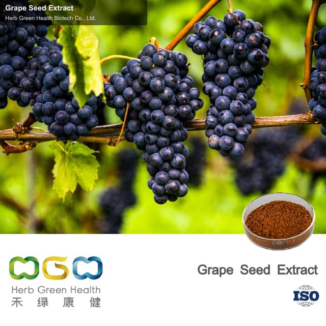 Grape Seed Extract
