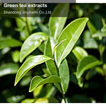 Green tea extracts