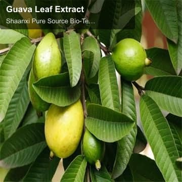 Guava Leaf Extract