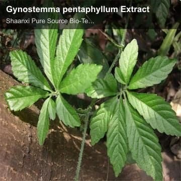 Gynostemma pentaphyllum Extract
