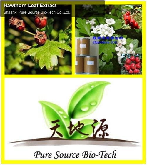 Hawthorn Leaf Extract