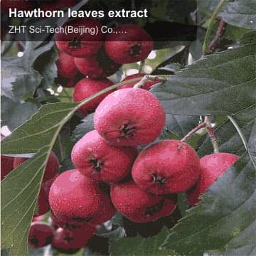 Hawthorn leaves extract