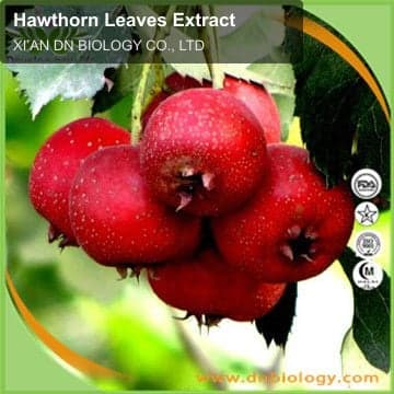 Hawthorn Leaves Extract