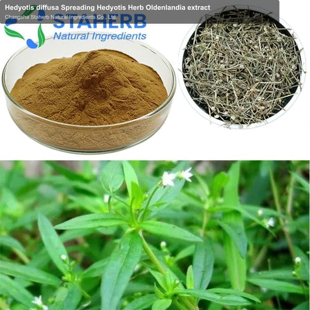 Hedyotis diffusa Spreading Hedyotis Herb Oldenlandia extract