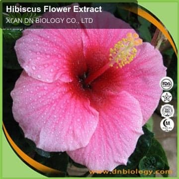 Hibiscus Flower Extract