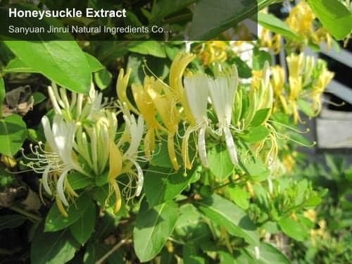 Honeysuckle Extract
