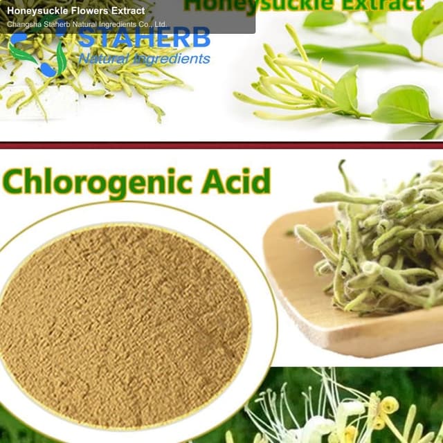 Honeysuckle Flowers Extract