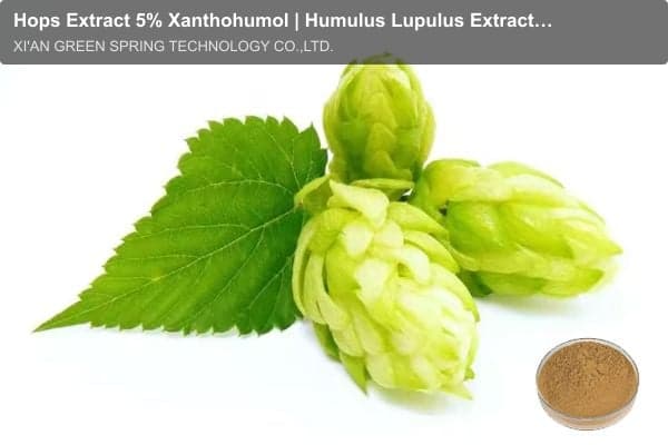 Hops Extract 5% Xanthohumol | Humulus Lupulus Extract - Green Spring Technology