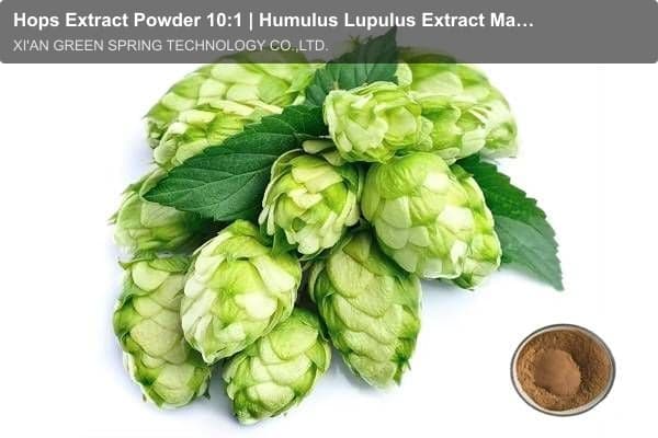 Hops Extract Powder 10:1 | Humulus Lupulus Extract Manufacturer - Green Spring Technology