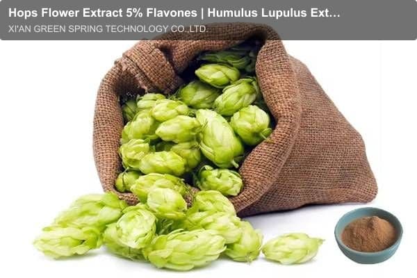 Hops Flower Extract 5% Flavones | Humulus Lupulus Extract - Green Spring Technology