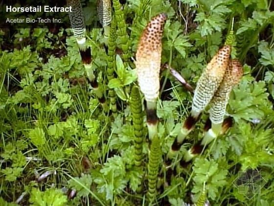 Horsetail Extract