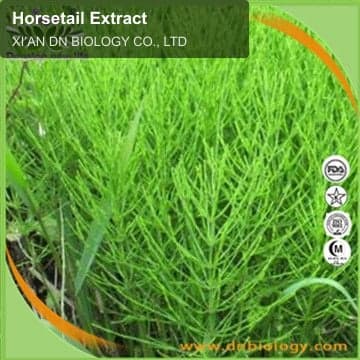 Horsetail Extract