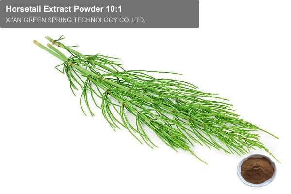 Horsetail Extract Powder 10:1