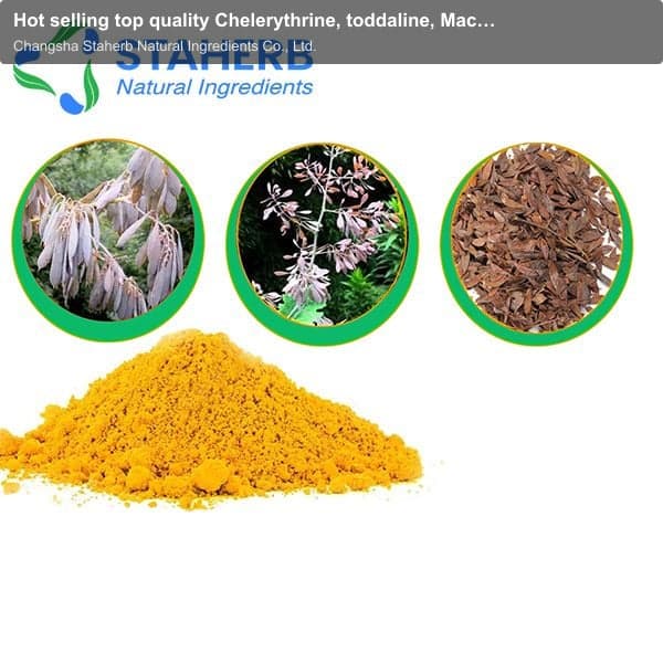 Hot selling top quality Chelerythrine, toddaline, Macleaya Cordata extract