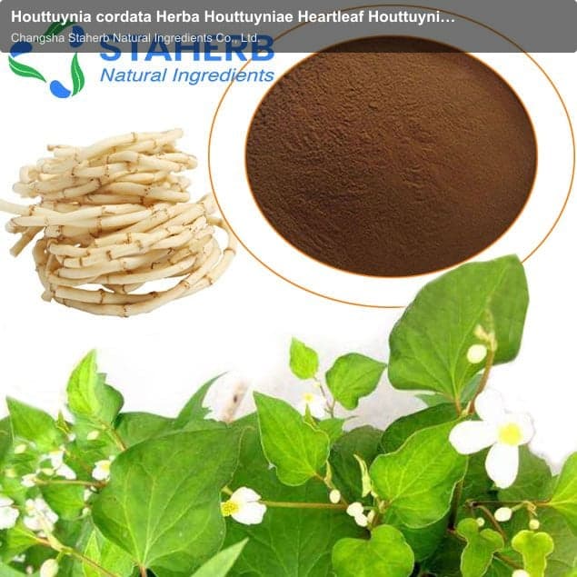 Houttuynia cordata Herba Houttuyniae Heartleaf Houttuynia Herb Houttuynia houttuynia cordata extract