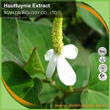 Houttuynia Extract