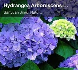 Hydrangea Arborescens Extract