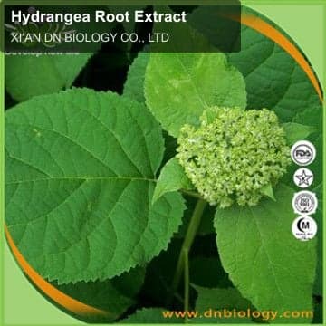 Hydrangea Root Extract
