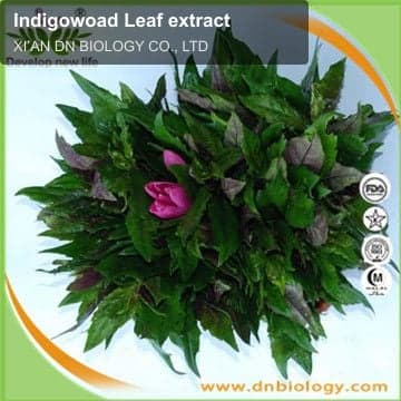 Indigowoad Leaf extract