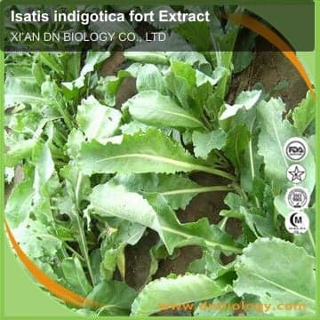 Isatis indigotica fort Extract