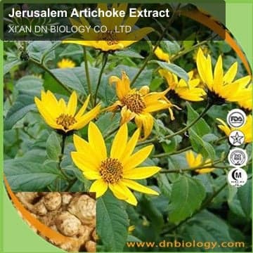 Jerusalem Artichoke Extract
