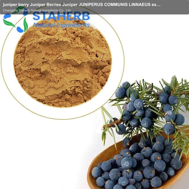 juniper berry Juniper Berries Juniper JUNIPERUS COMMUNIS LINNAEUS extract