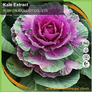 Kale Extract