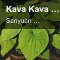 Kava Kava Extract