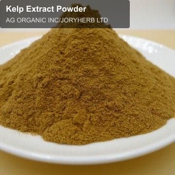 Kelp Extract Powder
