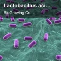 Lactobacillus acidophilus LA-G80