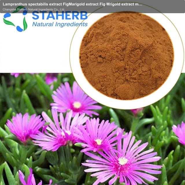 Lampranthus spectabilis extract FigMarigold extract Fig Mrigold extract mesembrianthemum extract