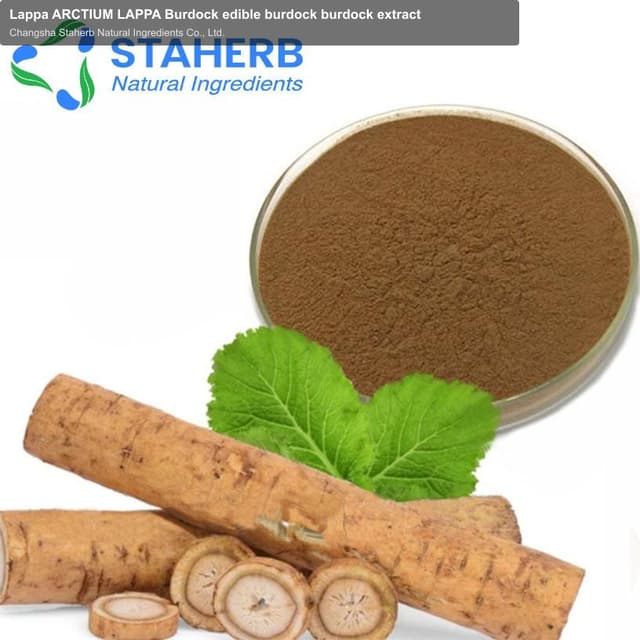 Lappa ARCTIUM LAPPA Burdock edible burdock burdock extract