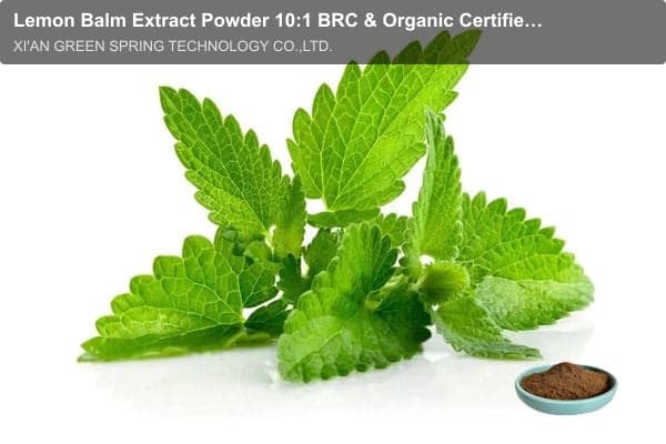 Lemon Balm Extract Powder 10:1 BRC & Organic Certified - Green Spring Technology
