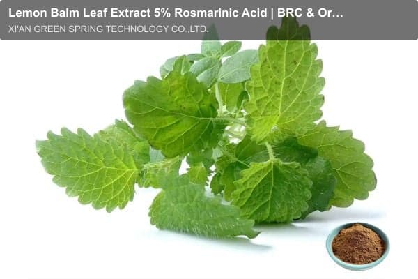 Lemon Balm Leaf Extract 5% Rosmarinic Acid | BRC & Organic Certified | Green Spring Technology