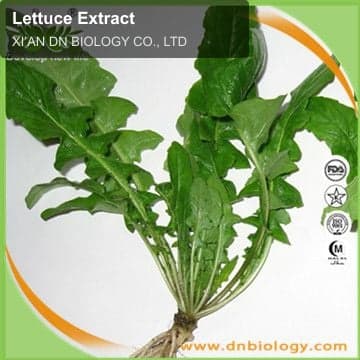 Lettuce Extract