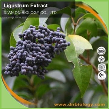 Ligustrum Extract