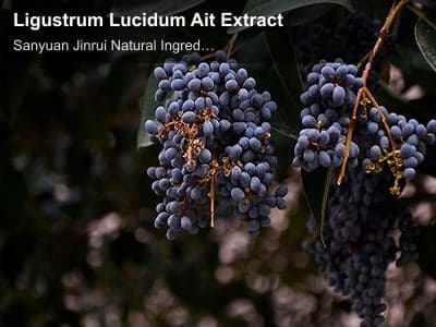 Ligustrum Lucidum Ait Extract