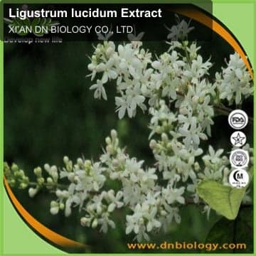 Ligustrum lucidum Extract