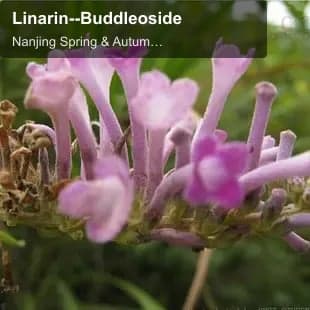 Linarin--Buddleoside