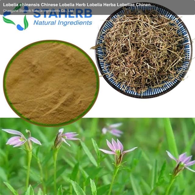 Lobelia chinensis Chinese Lobelia Herb Lobelia Herba Lobeliae Chinensis extract