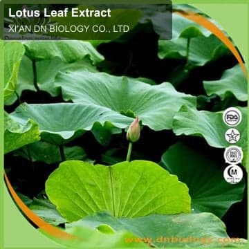 Lotus Leaf Extract