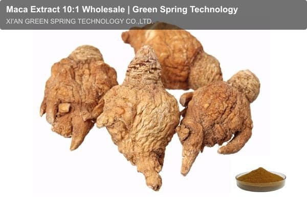 Maca Extract 10:1 Wholesale | Green Spring Technology